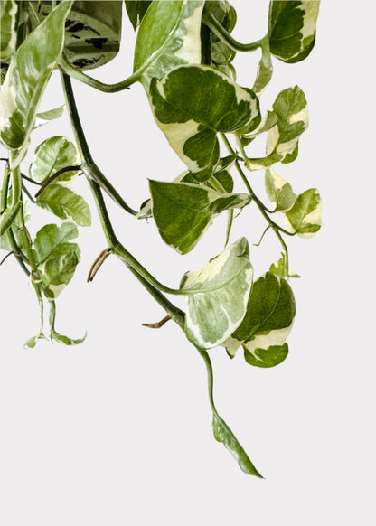 Pothos - N-Joy
