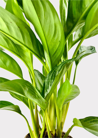 Chinese Evergreen - Silver Bay