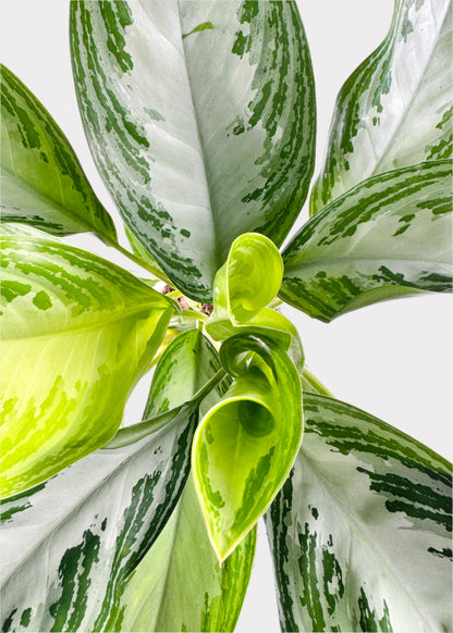 Chinese Evergreen - Silver Bay