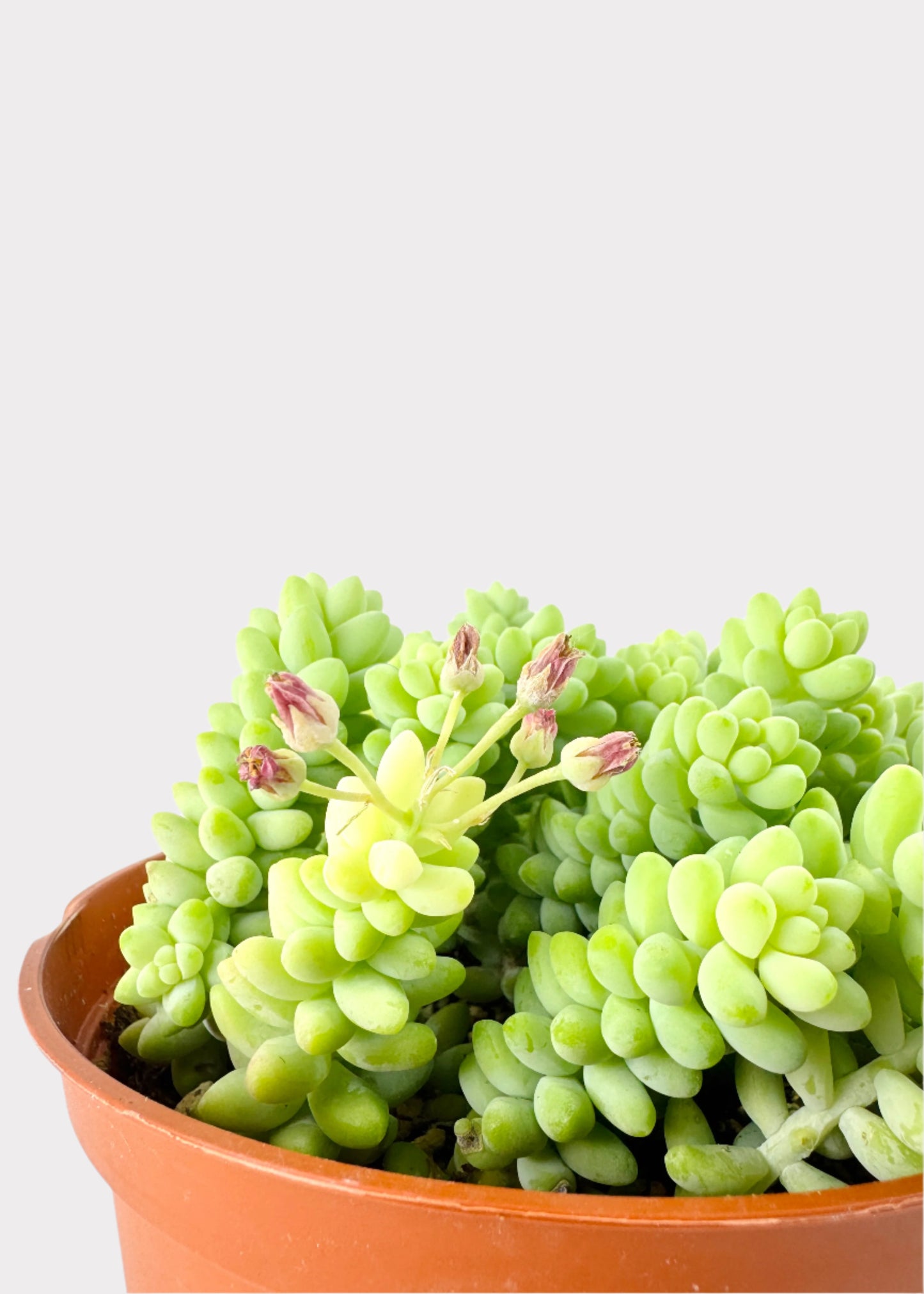 Sedum Morganianum - Donkey Tail