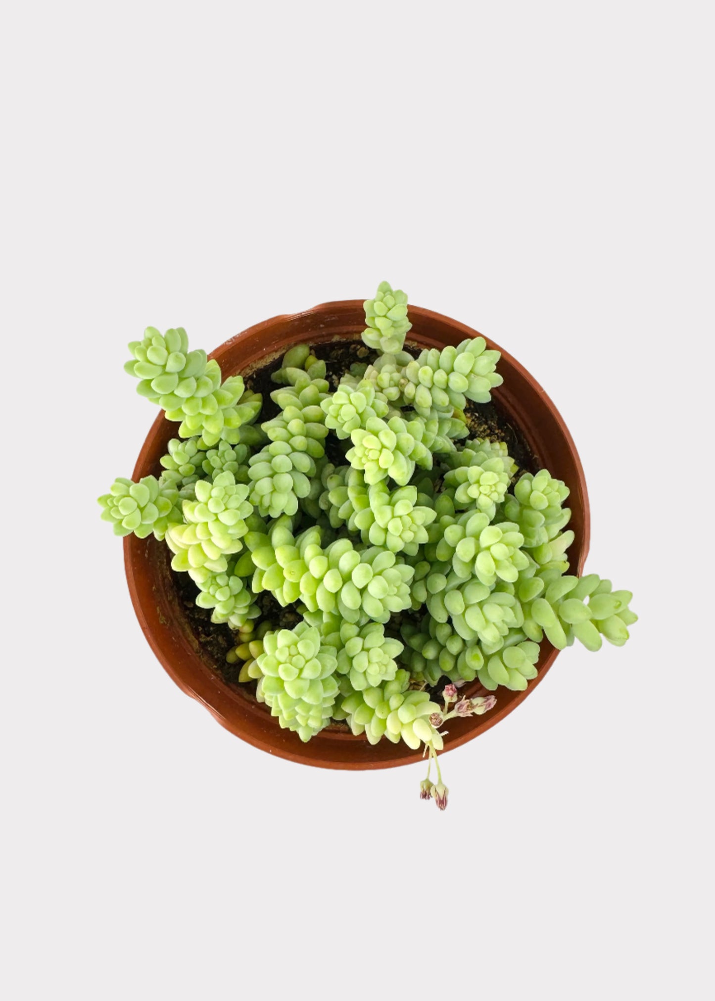 Sedum Morganianum - Donkey Tail