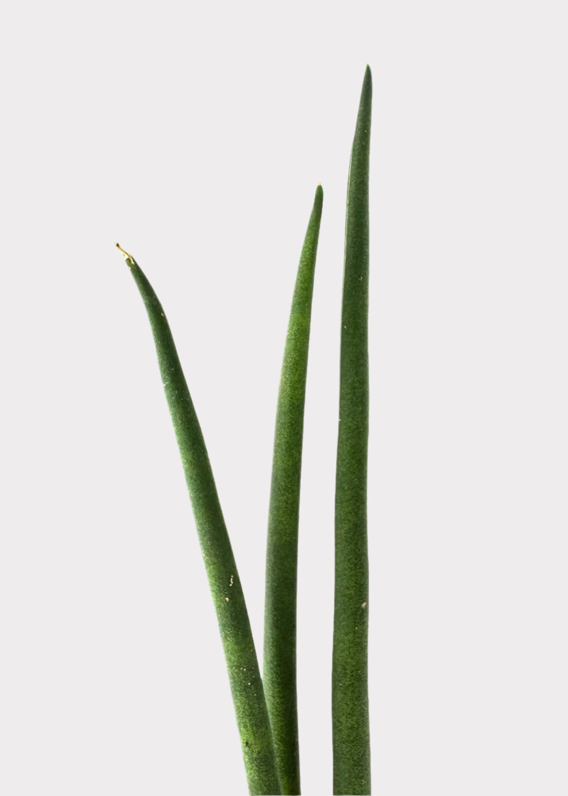 sansevieria bacularis fernwood Sansevieria