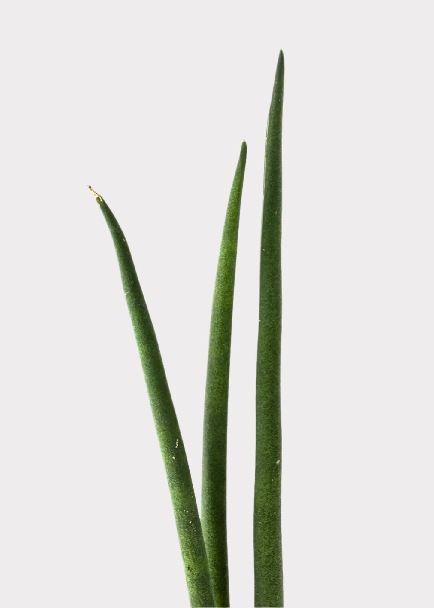Sansevieria - Fernwood Snake Plant