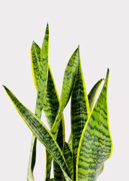 Sansevieria - Laurentii Snake Plant
