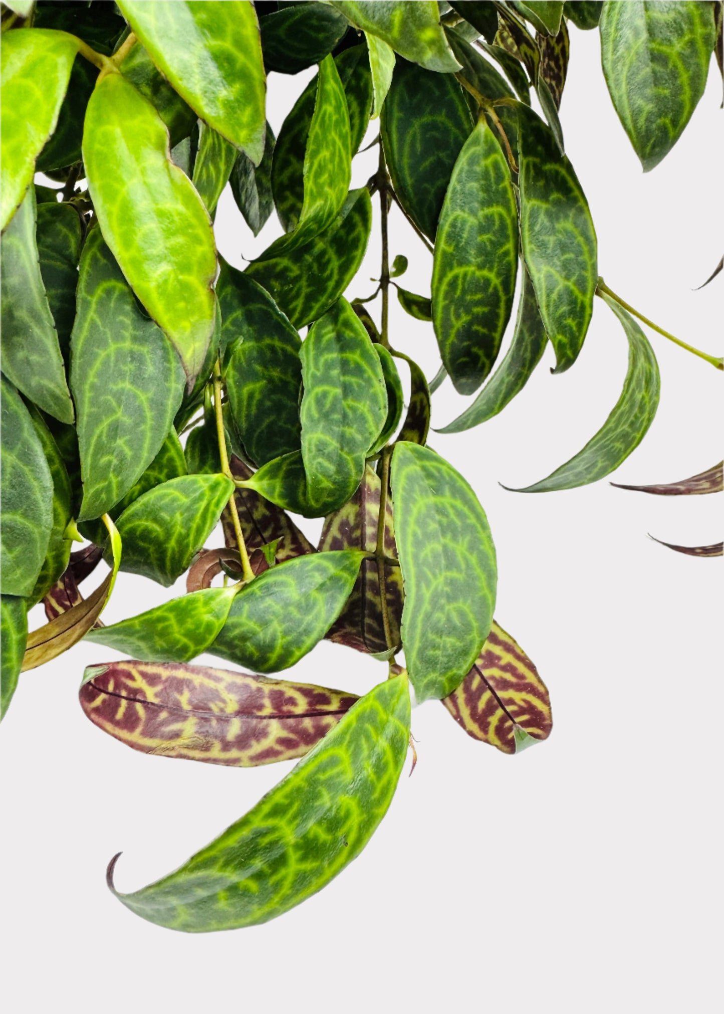 Lipstick Plant – Black Pagoda