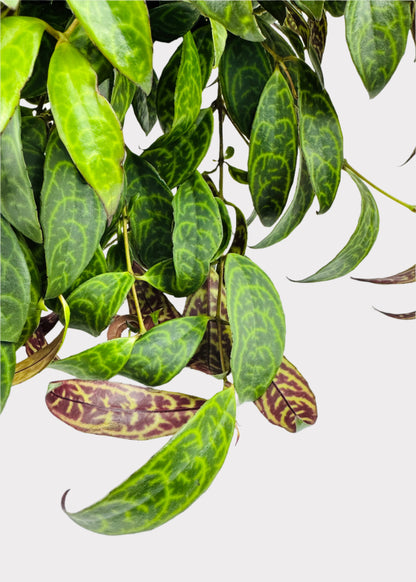 Lipstick Plant – Black Pagoda