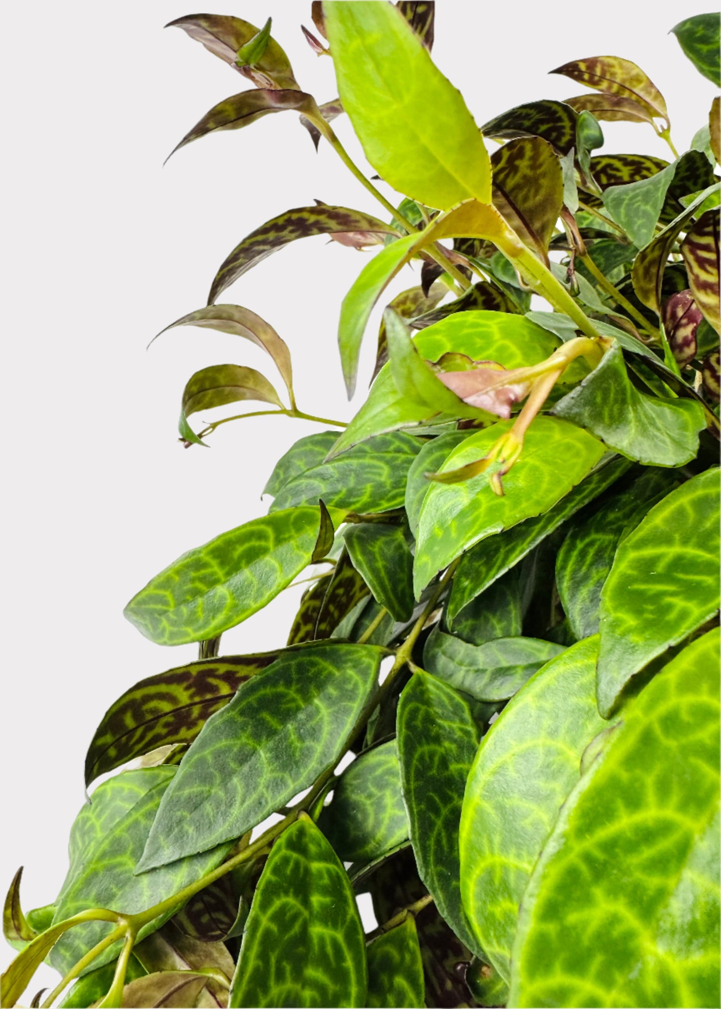 Lipstick Plant – Black Pagoda
