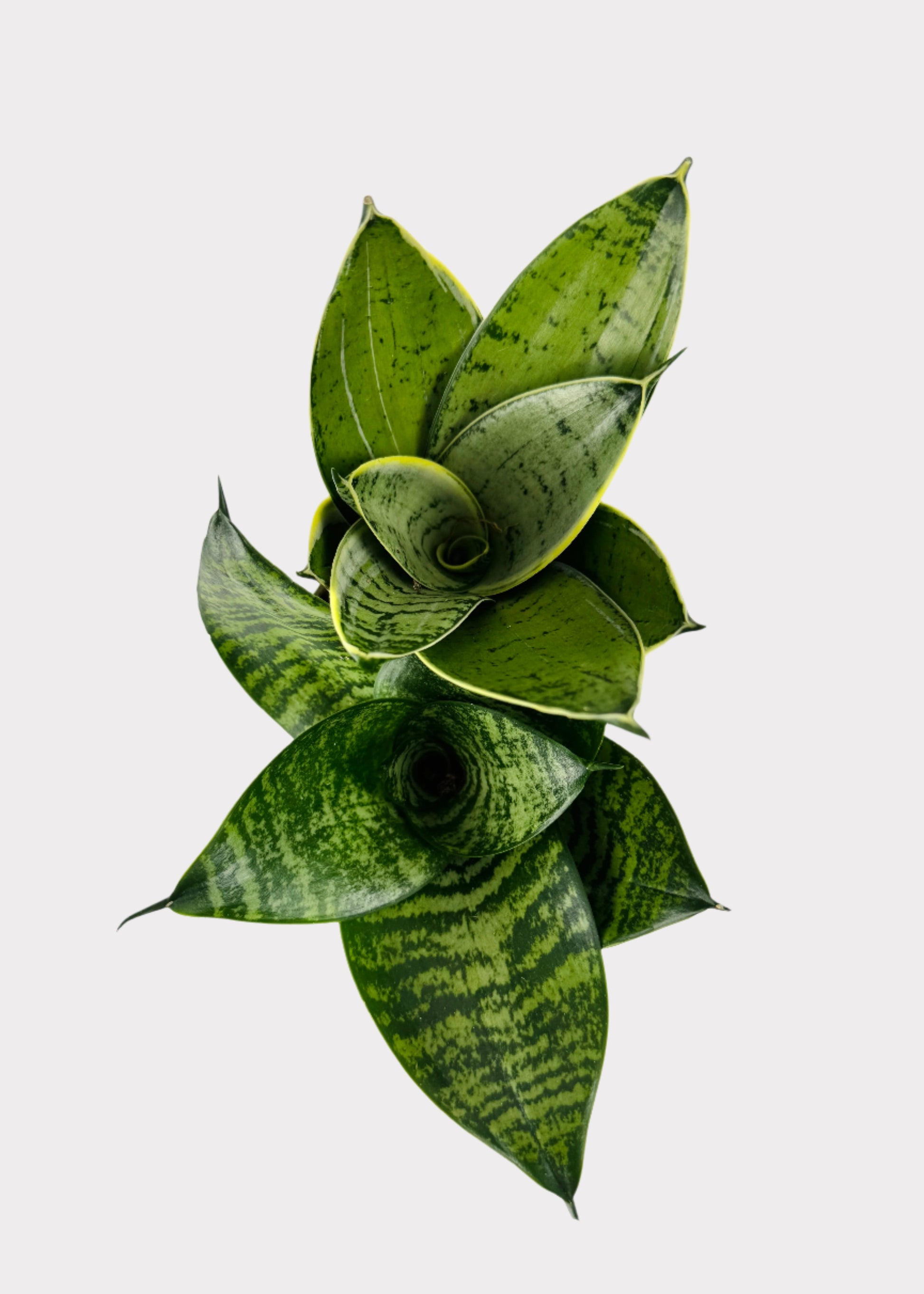 snake plant top view Sansevieria