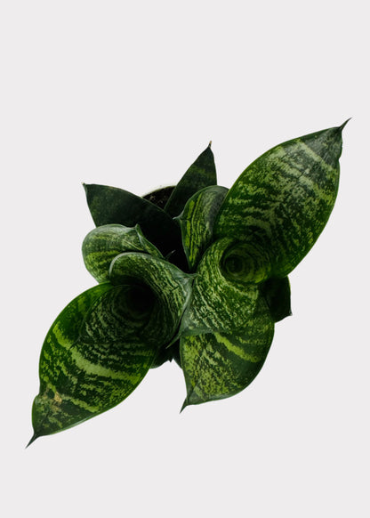 emerald star snake plant Sansevieria