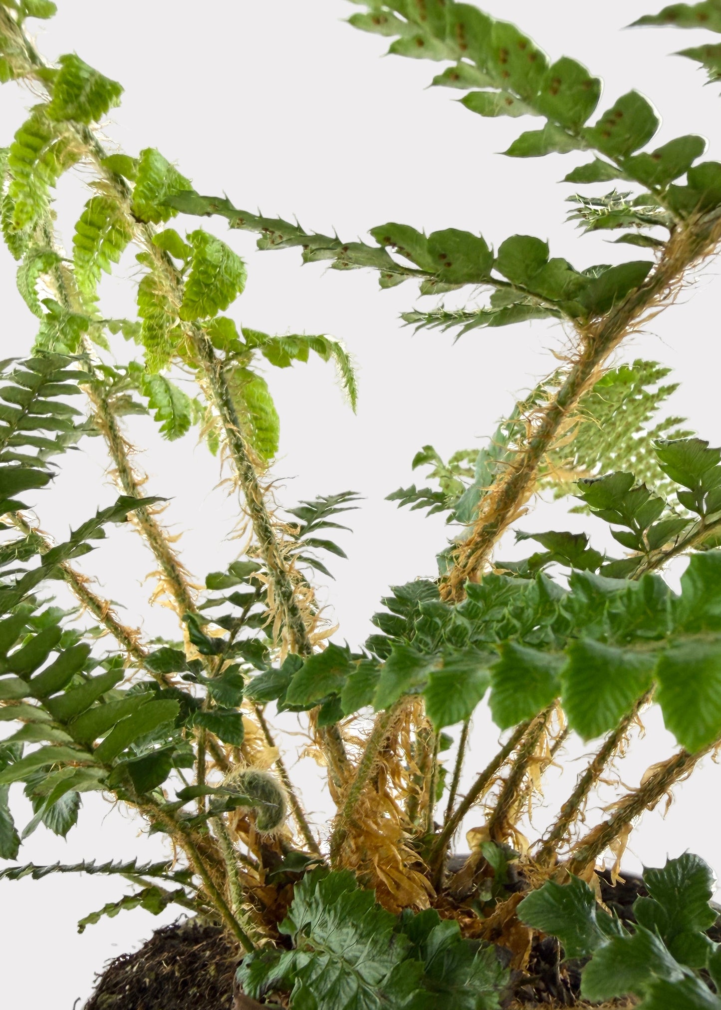 Tassel Fern