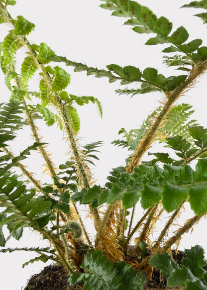 Tassel Fern