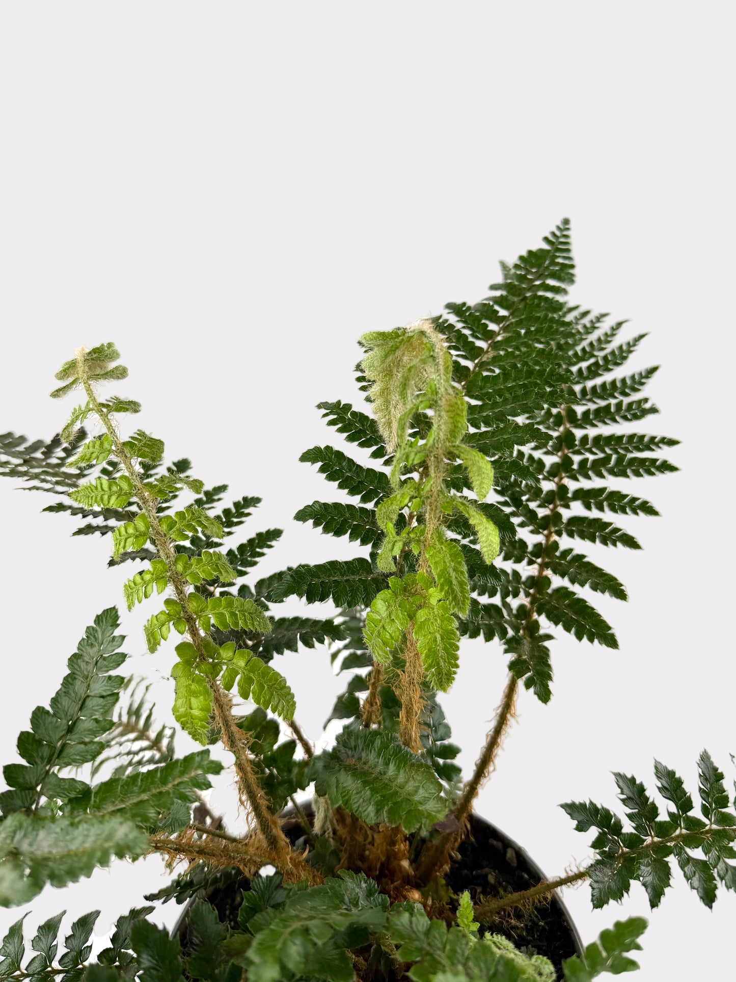 Tassel Fern