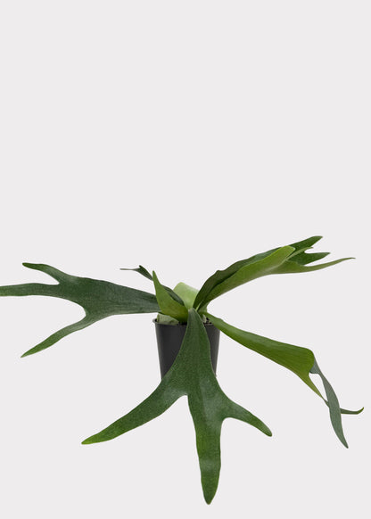 Staghorn Fern
