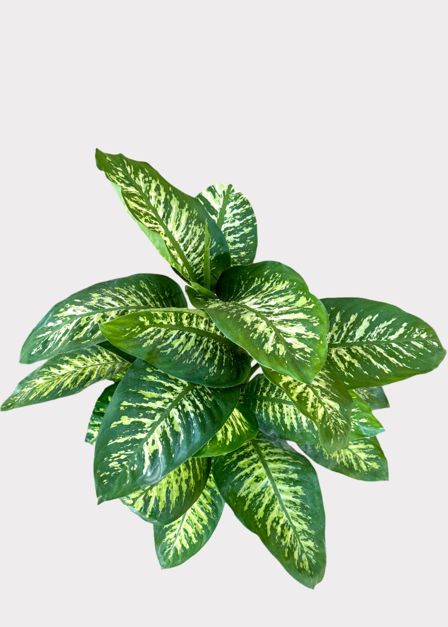 Dieffenbachia – Tropic Snow