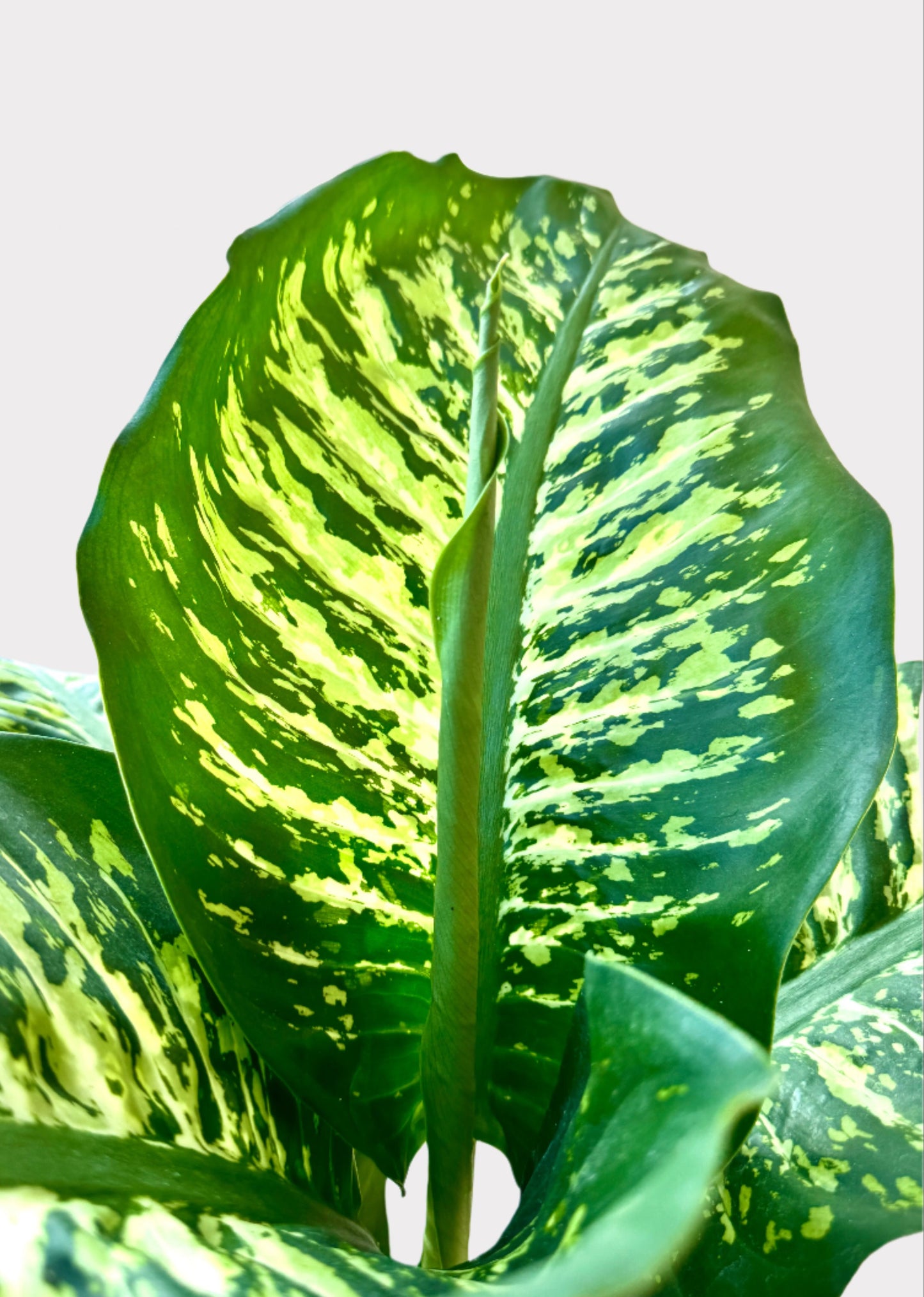 Dieffenbachia – Tropic Snow