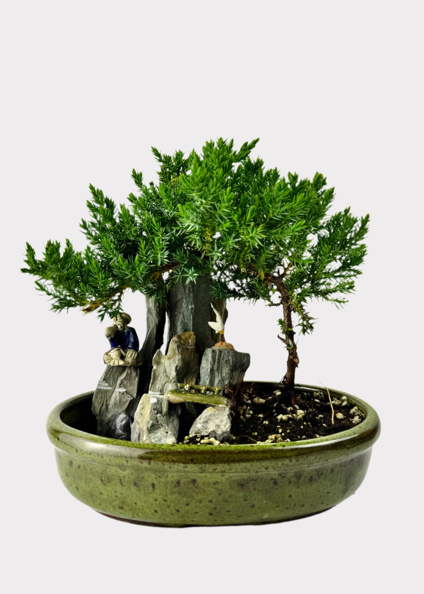 Juniper Bonsai with Pond (Assorted Ceramic Colors)