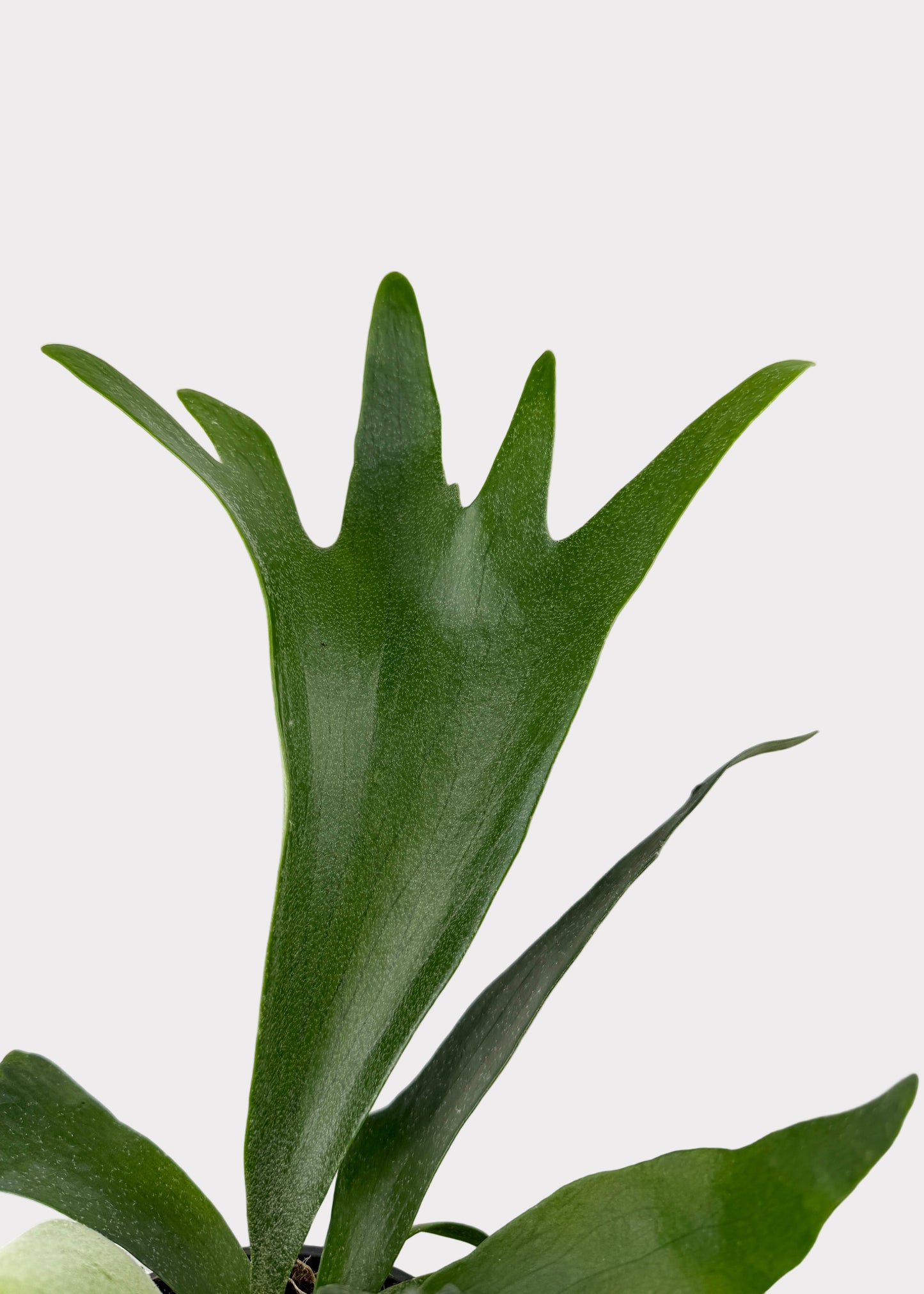 Staghorn Fern