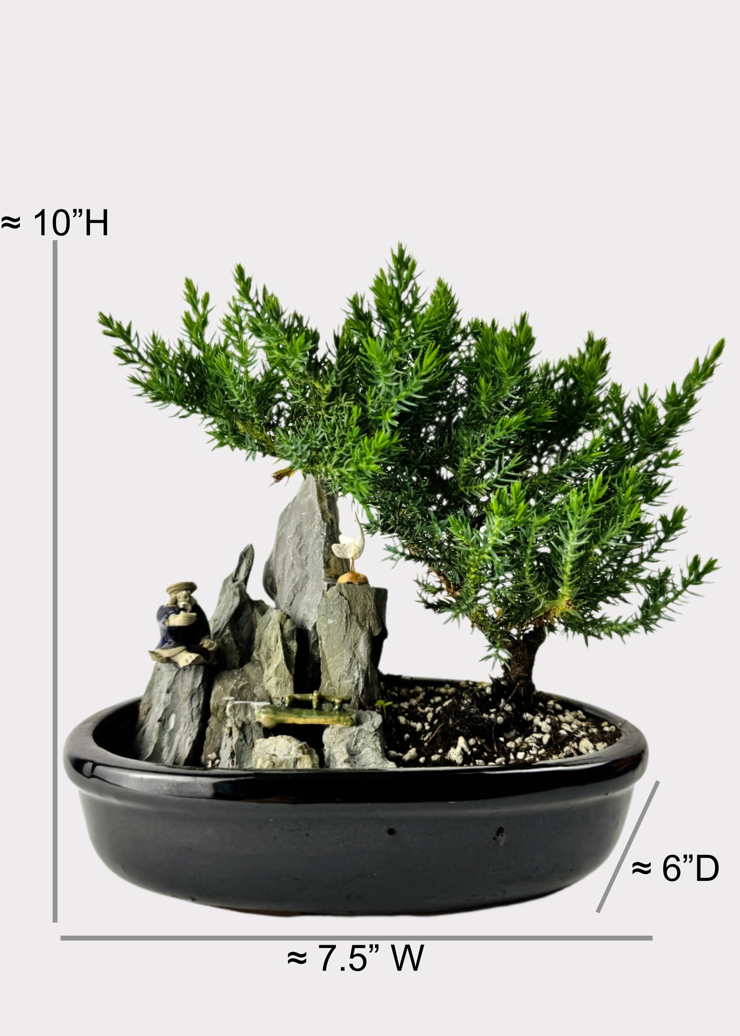 Juniper Bonsai with Pond (Assorted Ceramic Colors)