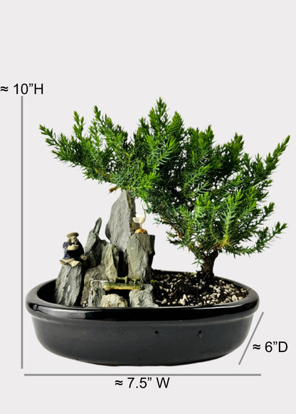 Juniper Bonsai with Pond (Assorted Ceramic Colors)