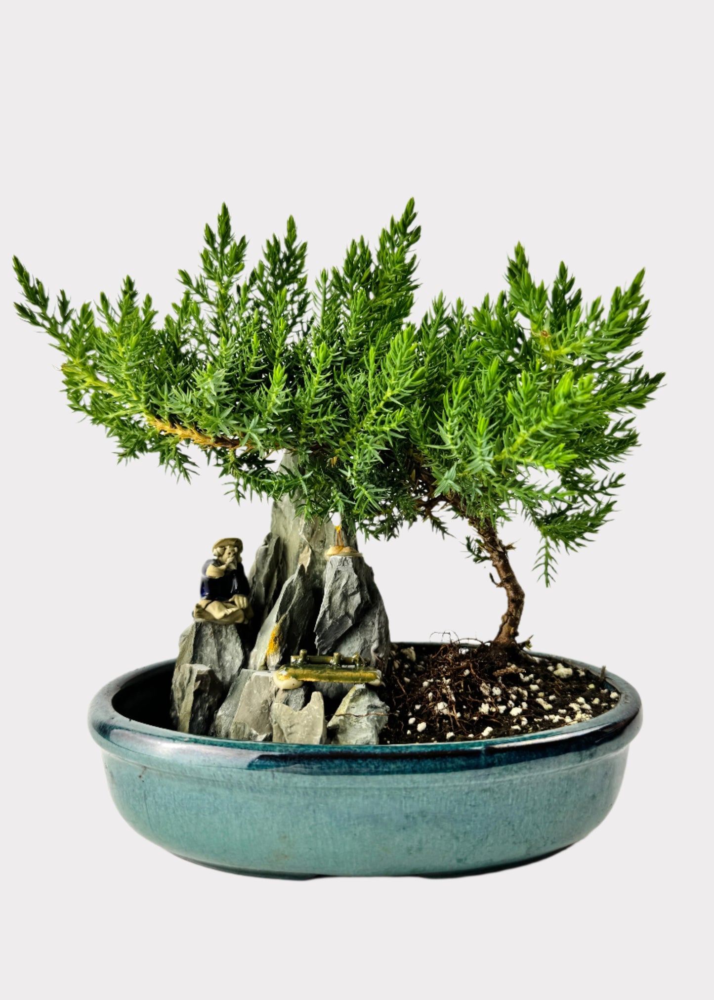 Juniper Bonsai with Pond (Assorted Ceramic Colors)