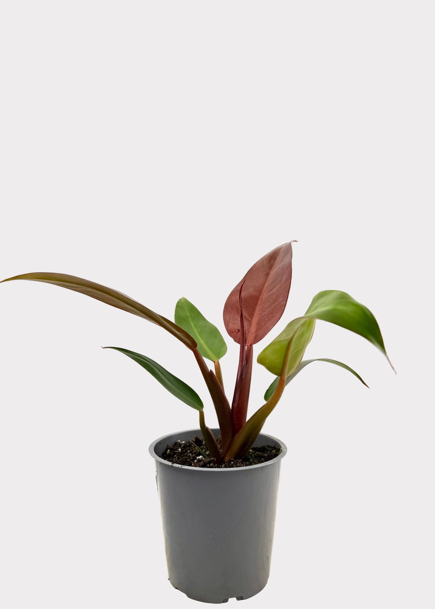Philodendron – Red Sun