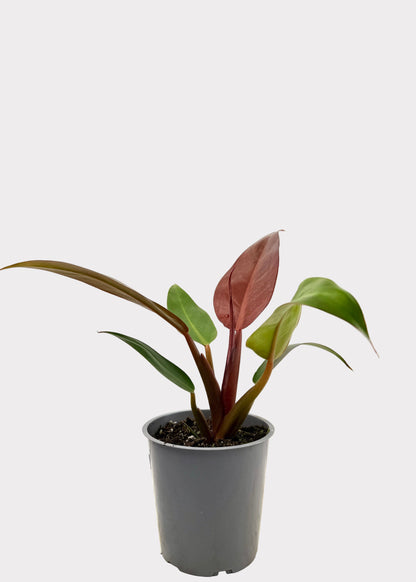 Philodendron – Red Sun