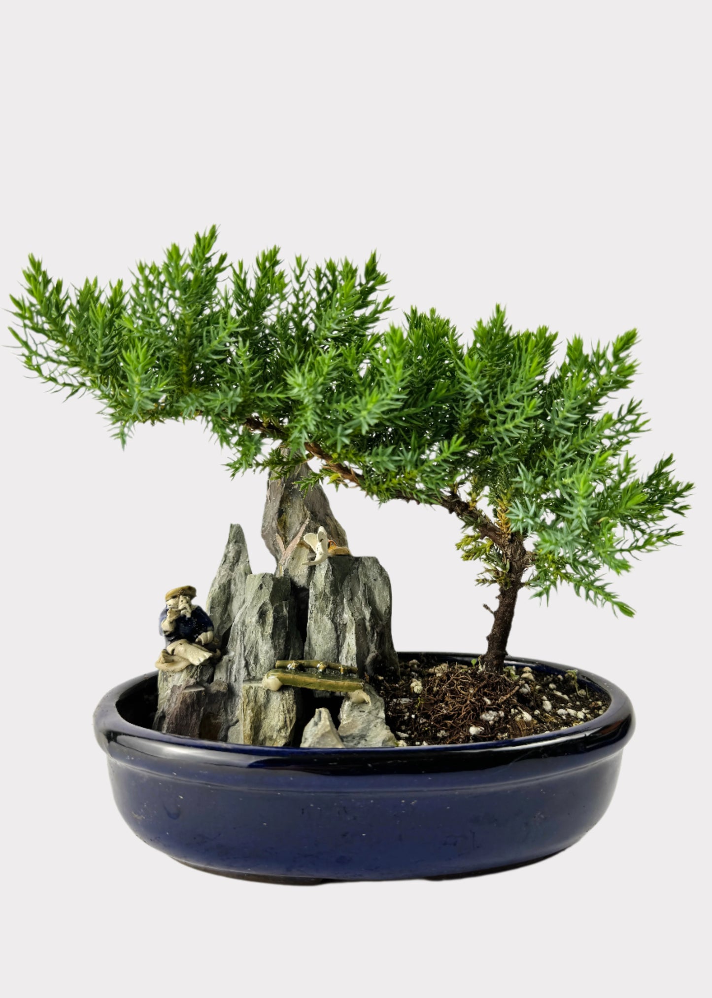 Juniper Bonsai with Pond (Assorted Ceramic Colors)