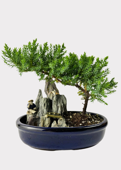 Juniper Bonsai with Pond (Assorted Ceramic Colors)