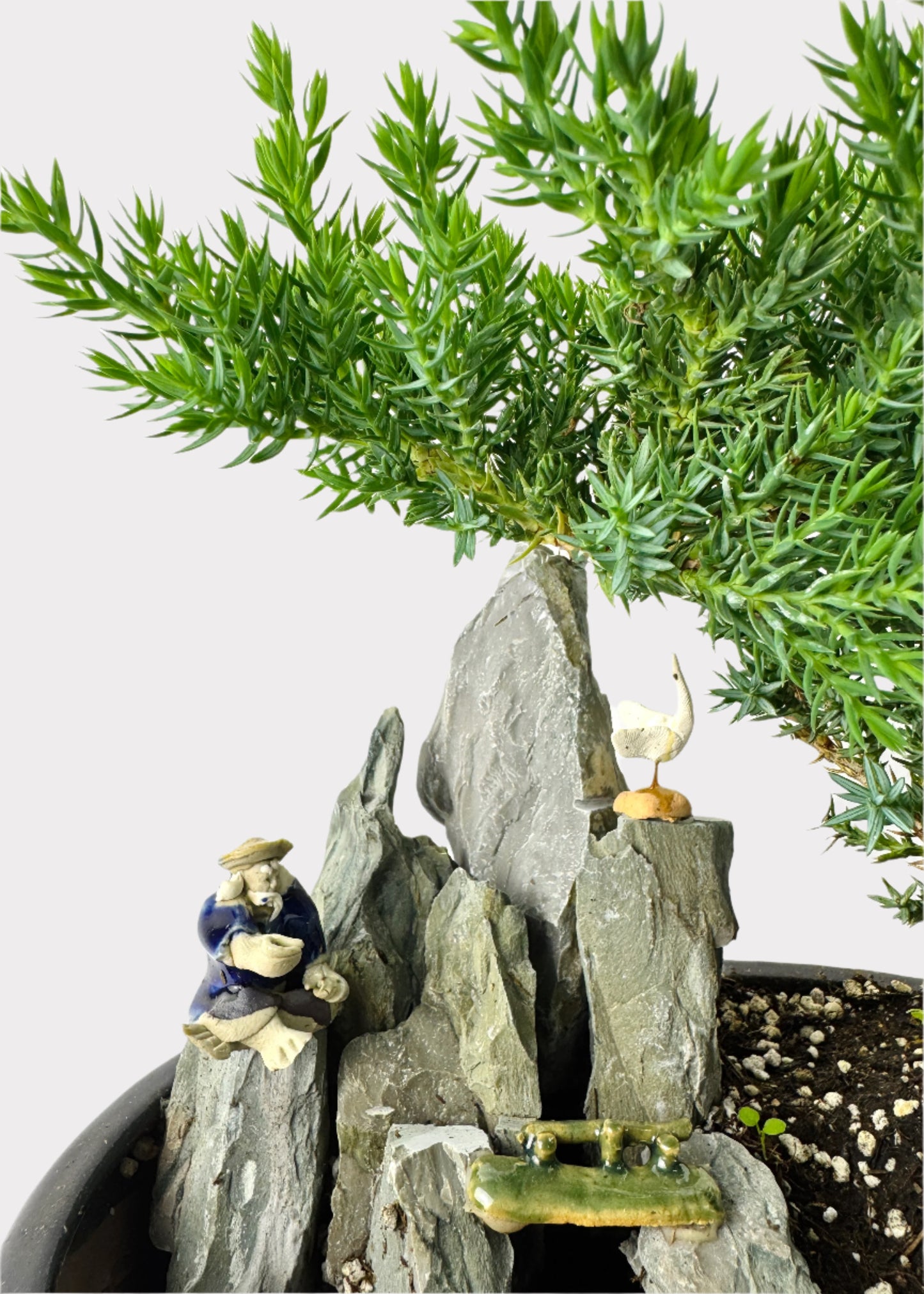 Juniper Bonsai with Pond (Assorted Ceramic Colors)
