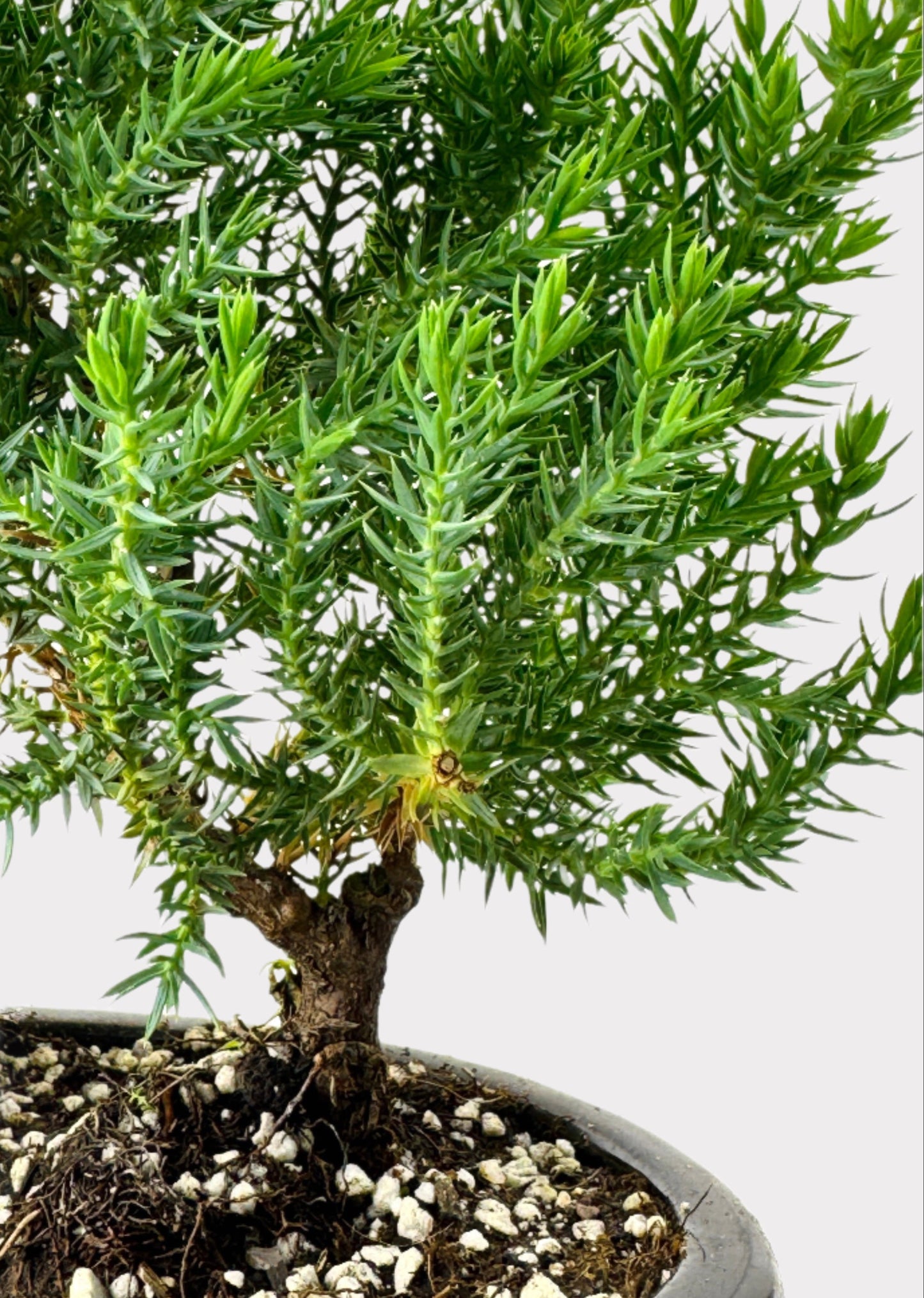 Juniper Bonsai with Pond (Assorted Ceramic Colors)