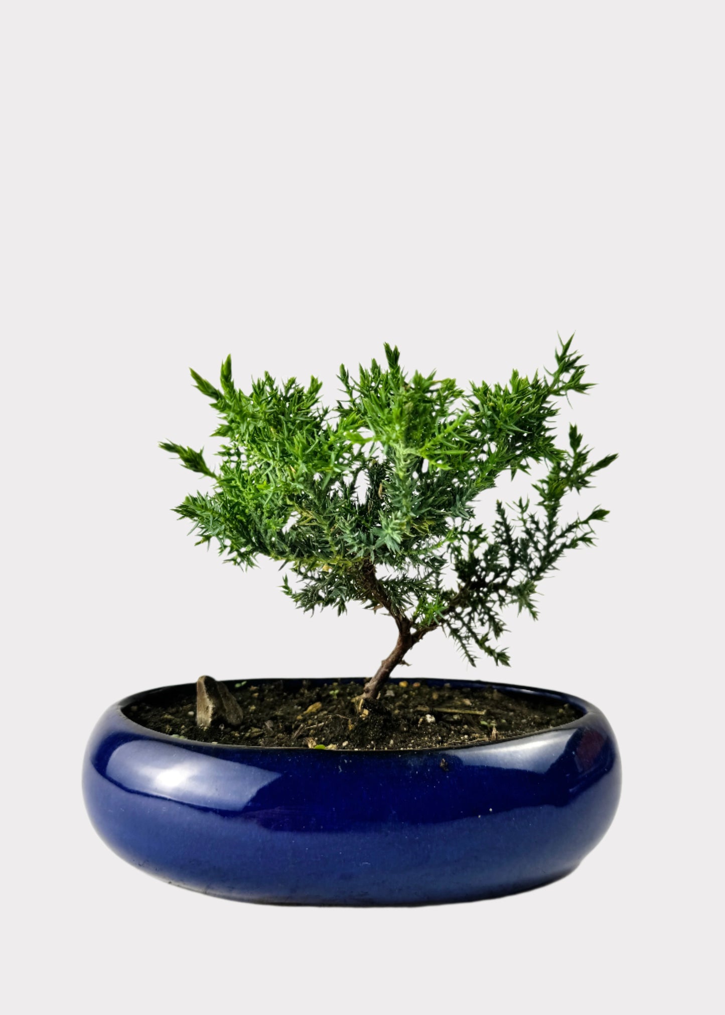 Juniper Bonsai Starter (Assorted Ceramic Colors)