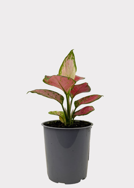 Aglaonema - Thai Red