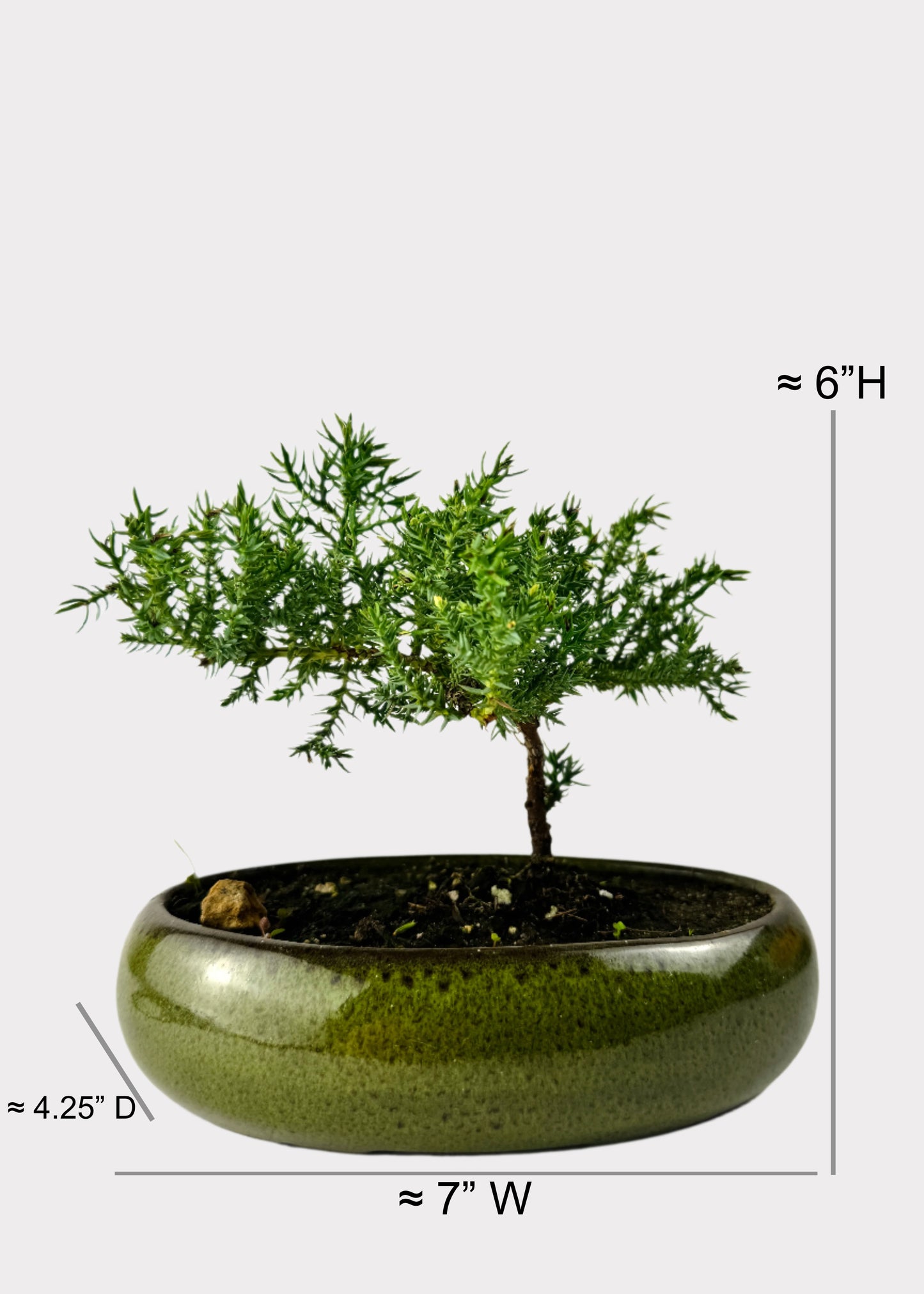 Juniper Bonsai Starter (Assorted Ceramic Colors)