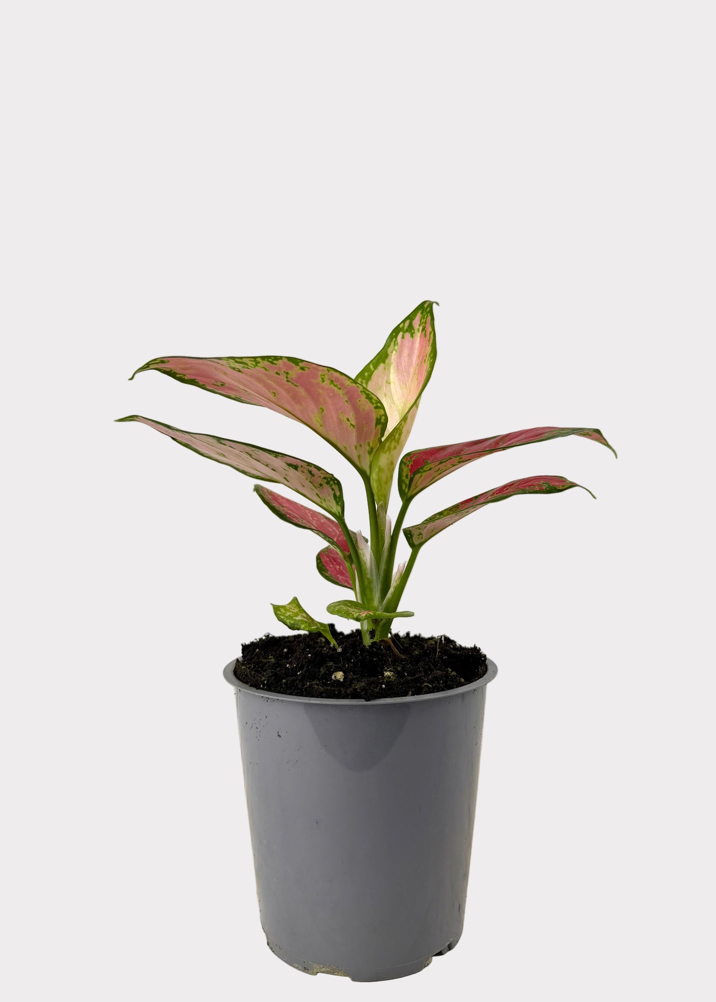 Aglaonema - Thai Red