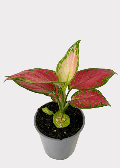 Aglaonema - Thai Red
