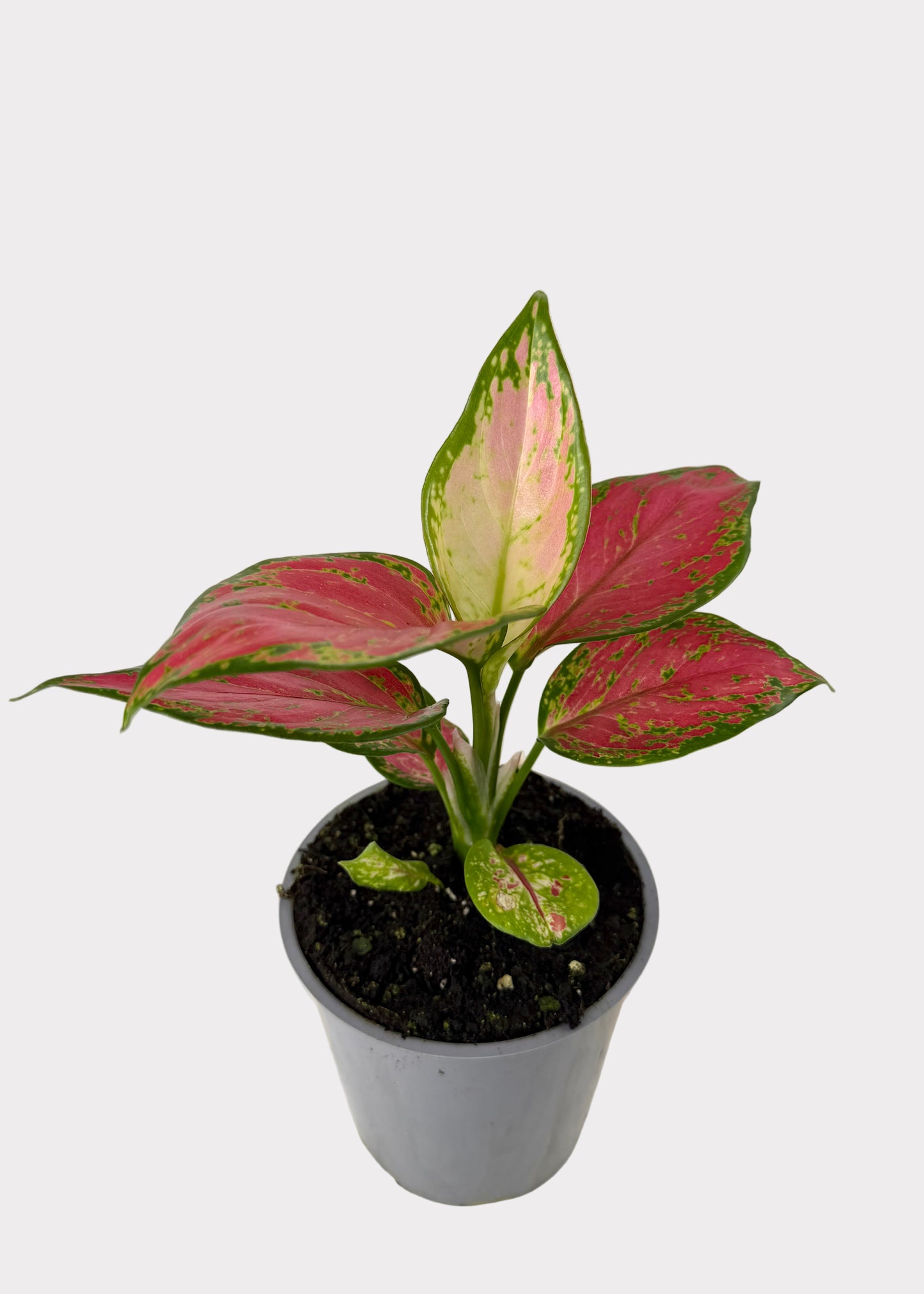 Aglaonema - Thai Red
