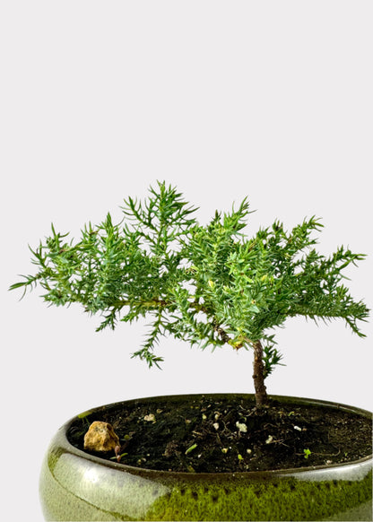 Juniper Bonsai Starter (Assorted Ceramic Colors)