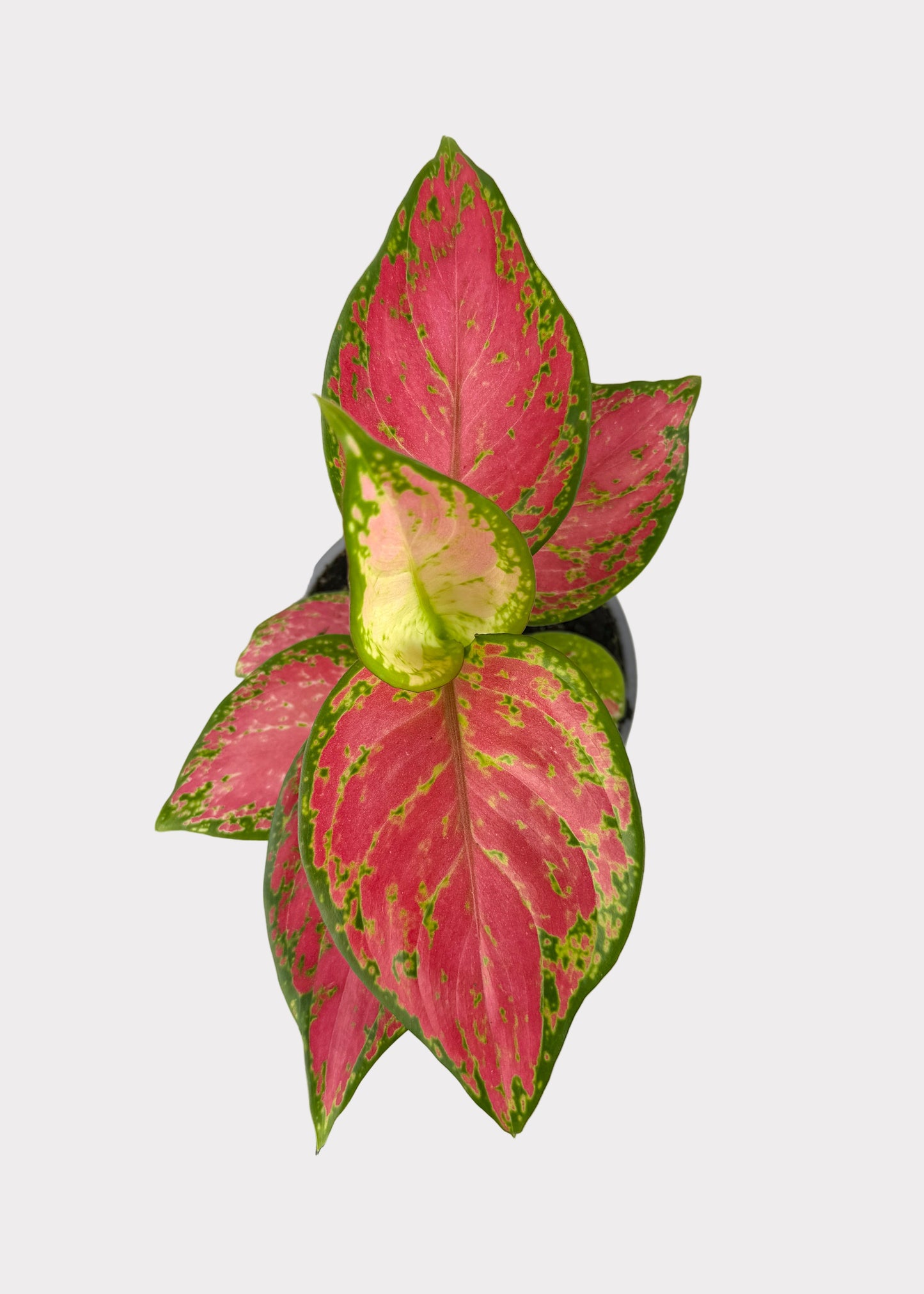 Aglaonema - Thai Red