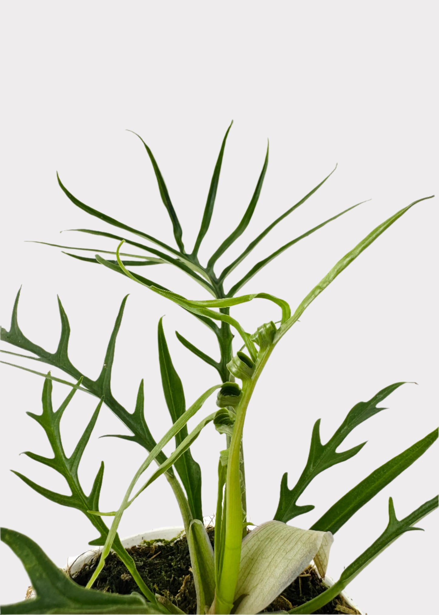 Philodendron - Tortum