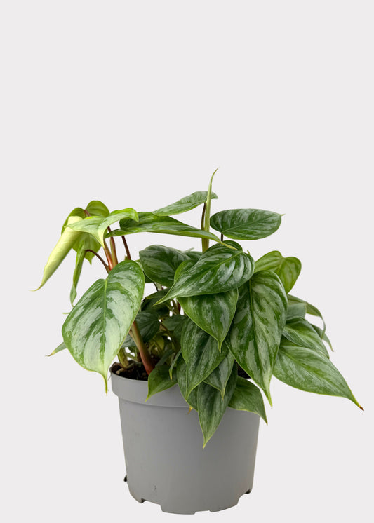Philodendron – Sodiroi