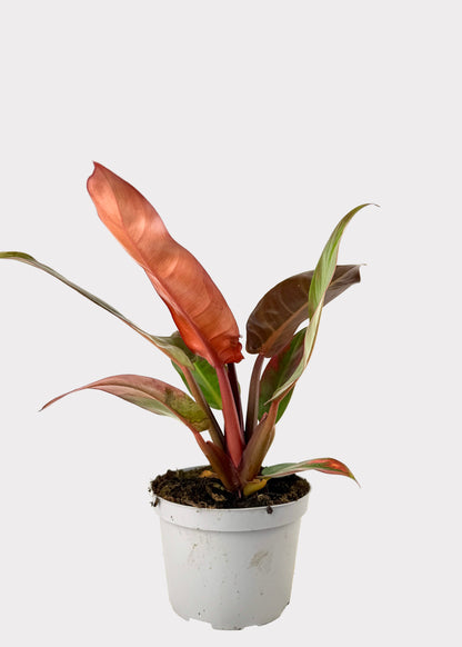 Philodendron – Red Sun