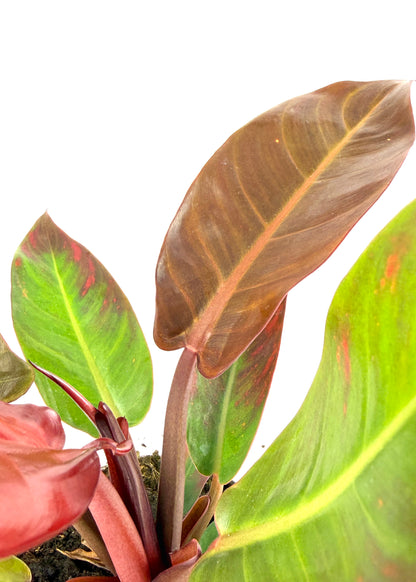 Philodendron – Red Sun