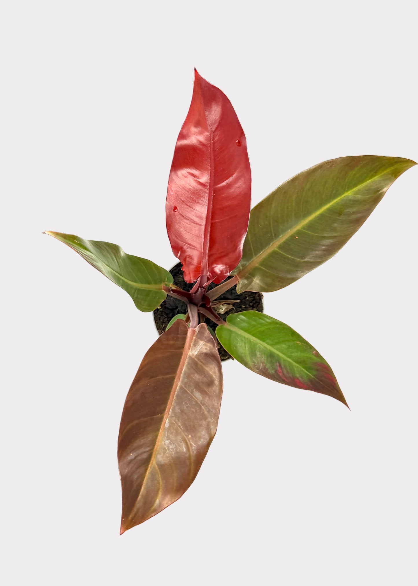 Philodendron – Red Sun