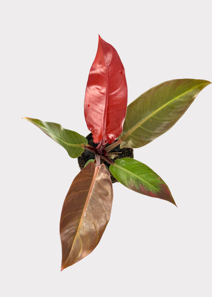 Philodendron – Red Sun