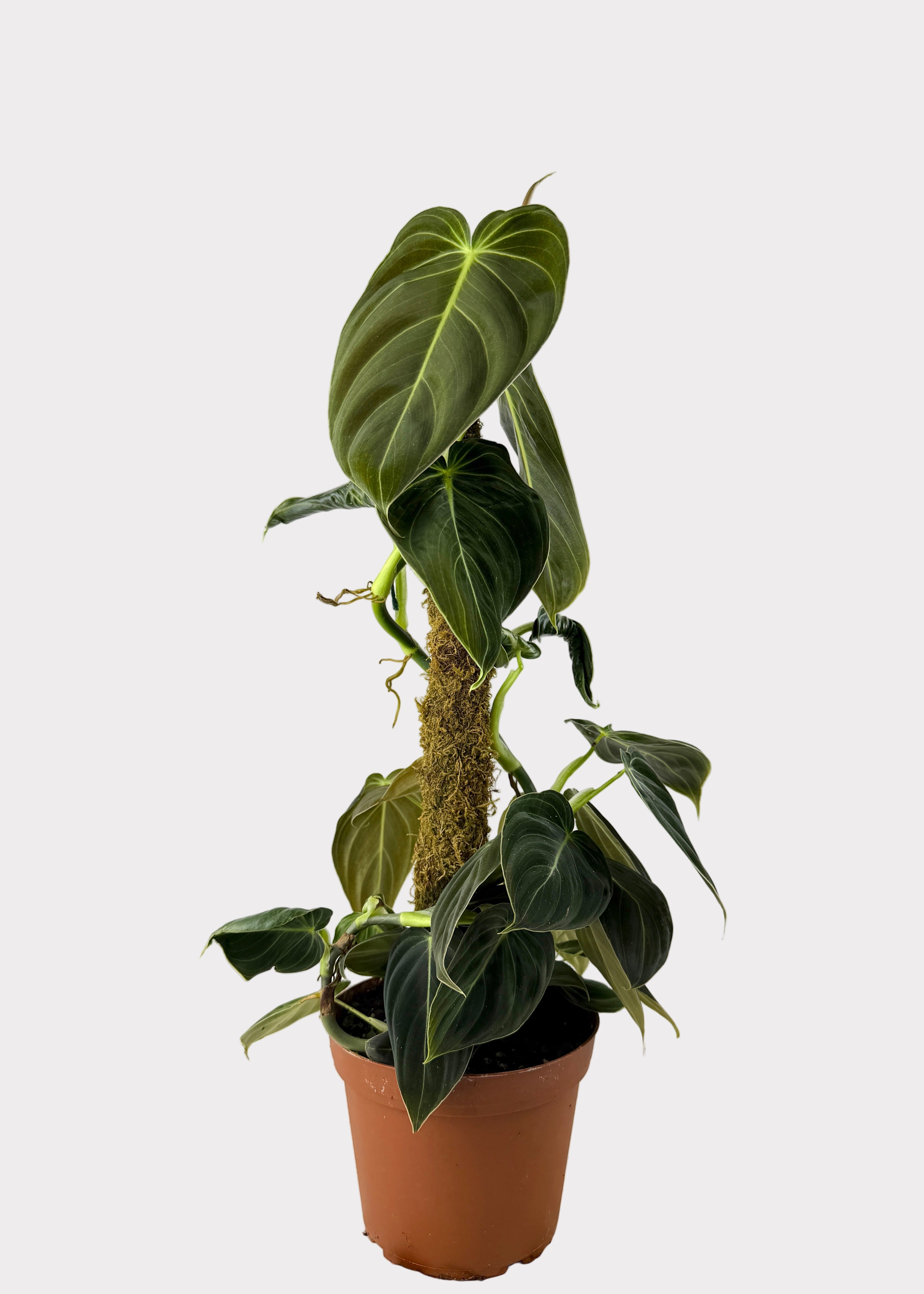 Philodendron Gigas フィロデンドロン・ギガス Philodendron – Gigas – Rainbow