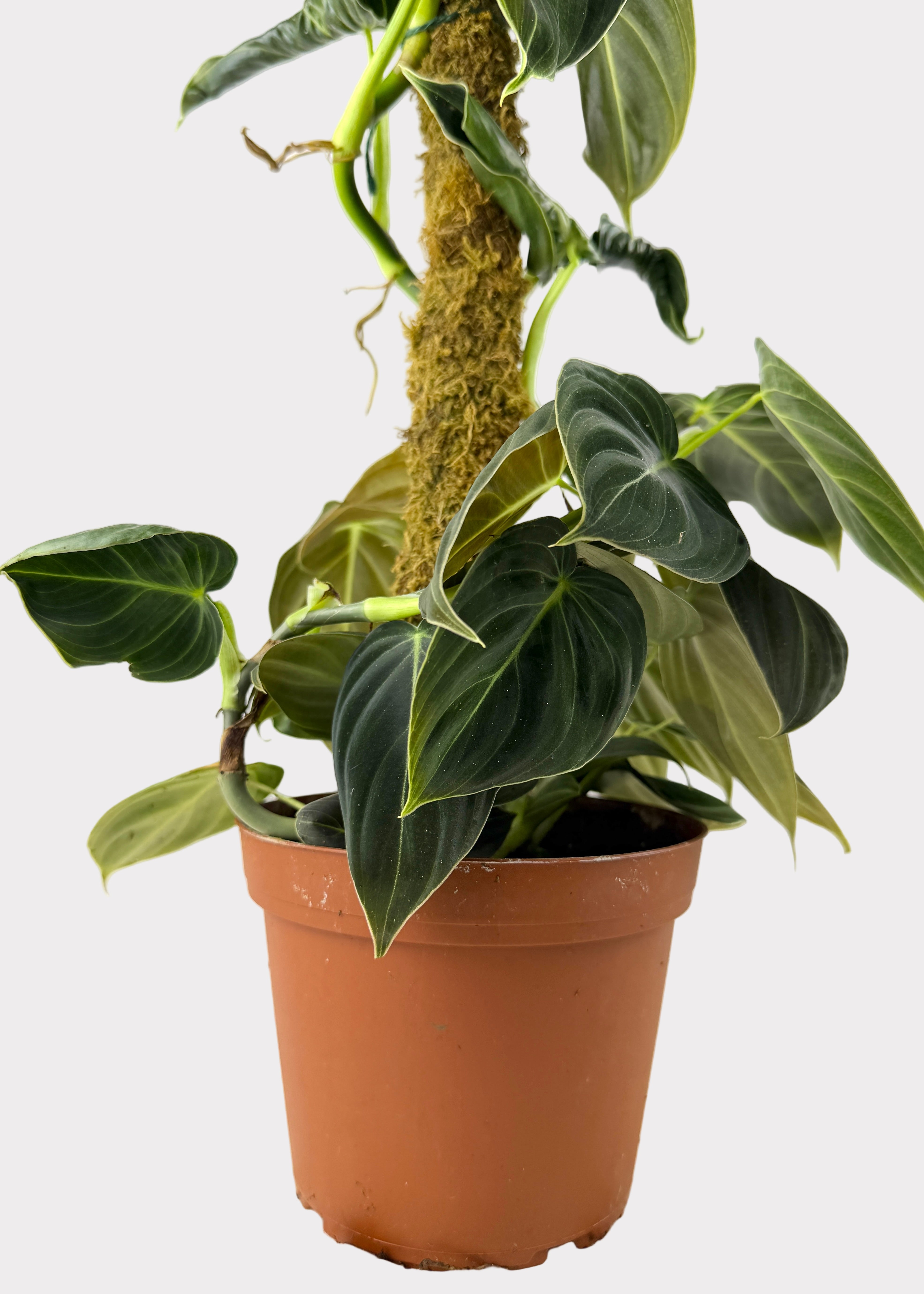 Philodendron – Gigas – Rainbow