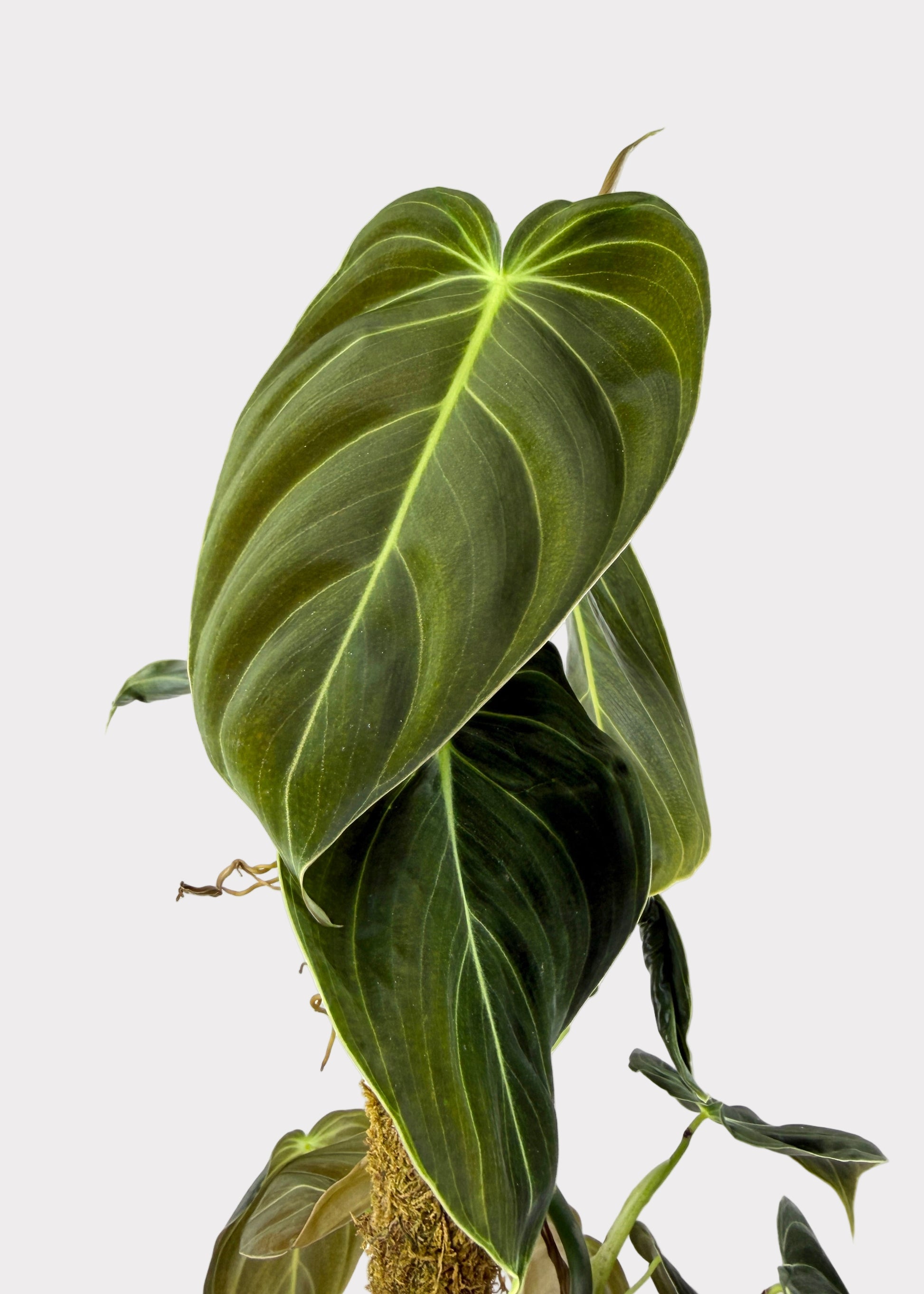 philodendron zeus Philodendron – Gigas – Rainbow
