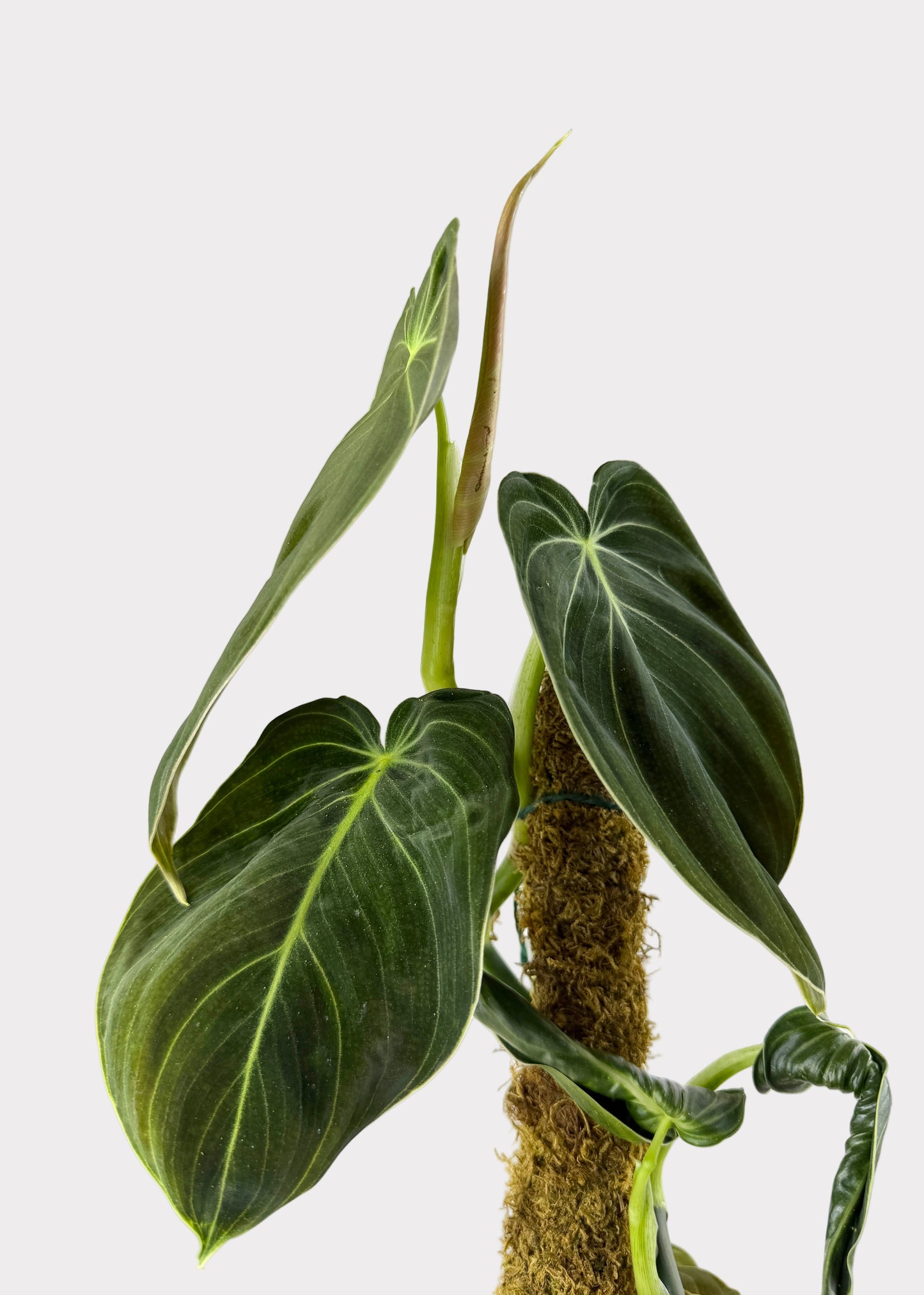 philodendron gigas variegated Philodendron – Gigas – Rainbow