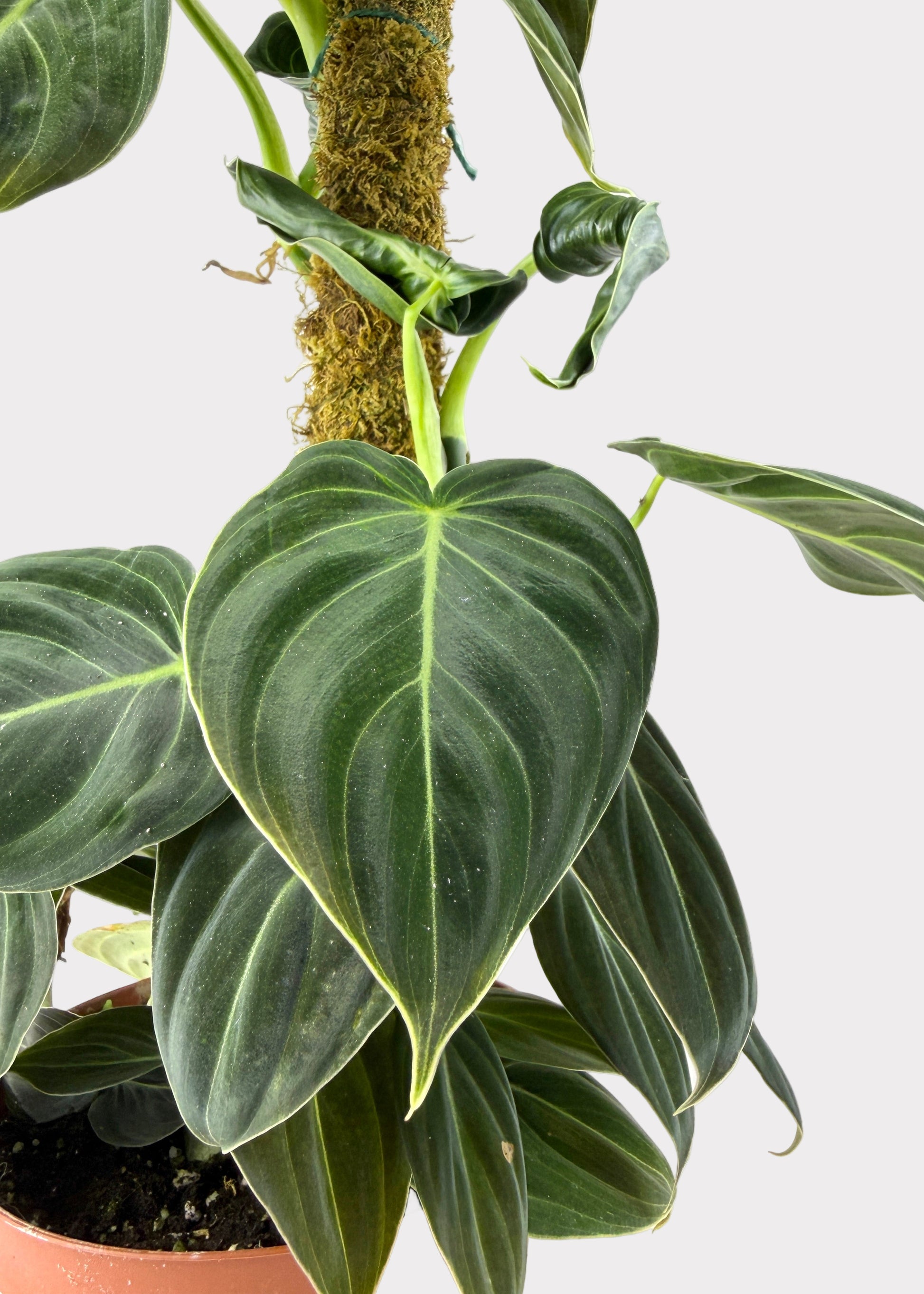 philodendron gigas for sale Philodendron – Gigas – Rainbow