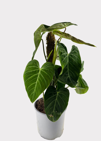 Philodendron Splendid